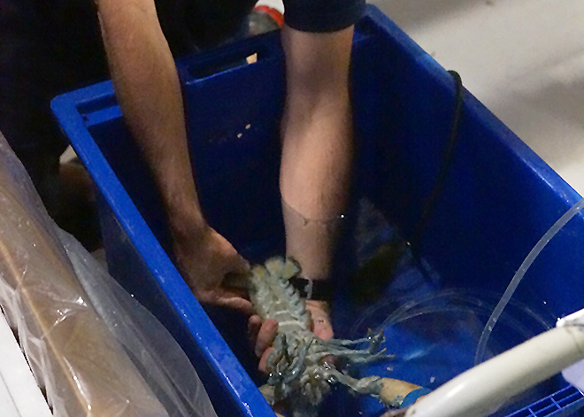 American blue lobster at S.E.A. Aquarium