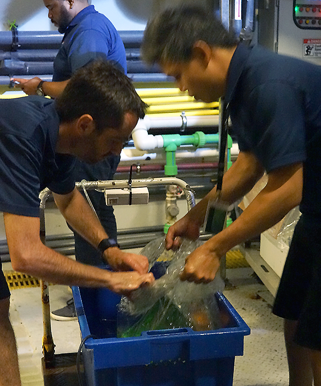 American blue lobster at S.E.A. Aquarium