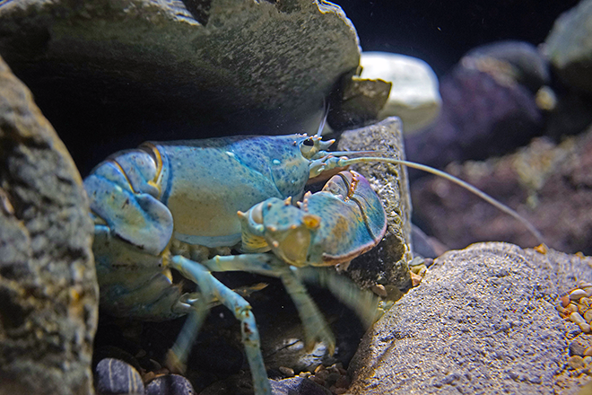 American blue lobster at S.E.A. Aquarium