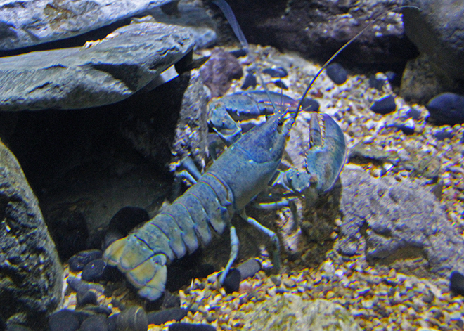 American blue lobster at S.E.A. Aquarium