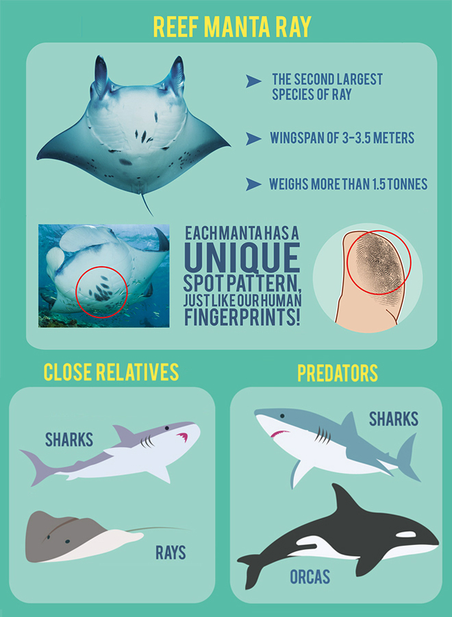 manta ray infographic