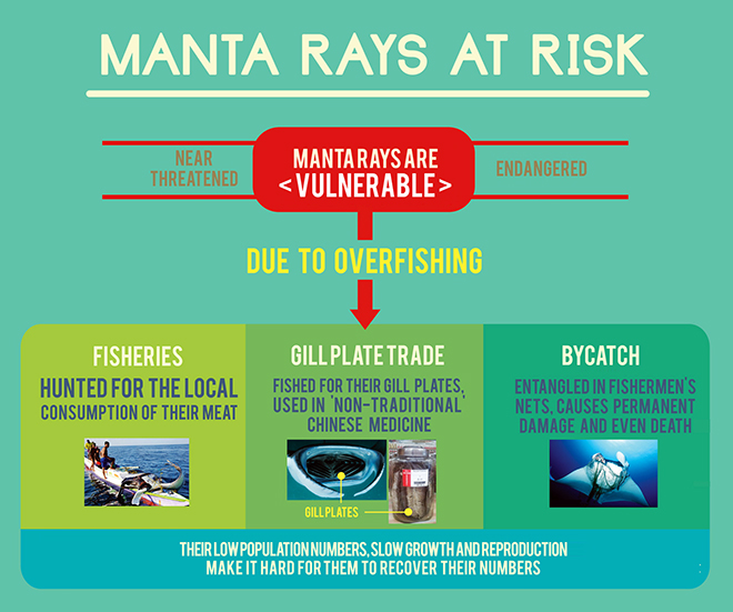manta ray infographic 2