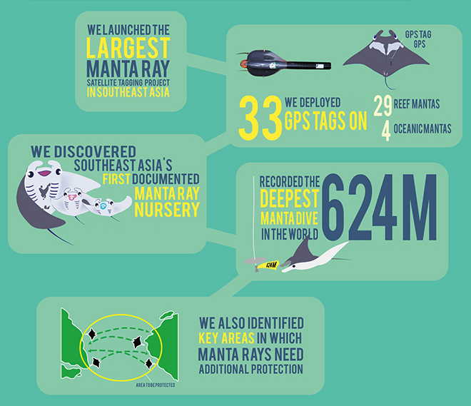 manta ray infographics