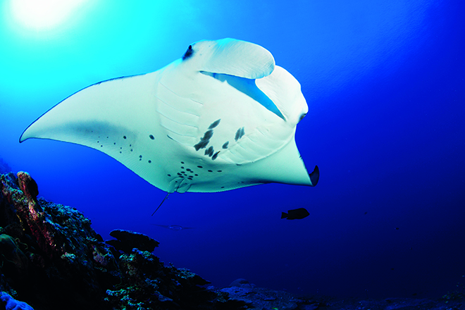 manta ray infographics