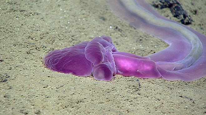 Mariana Trench