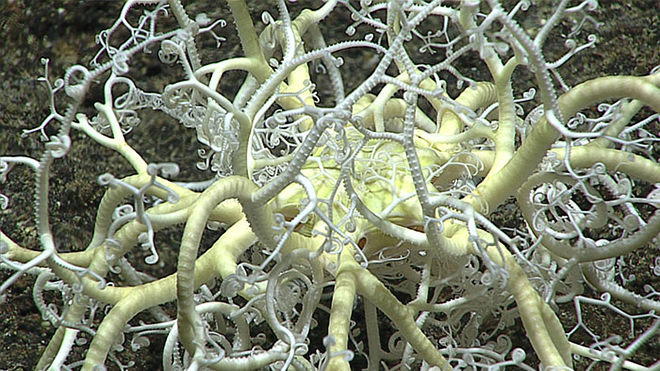 Mariana Trench