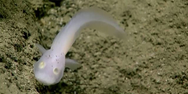 Mariana Trench