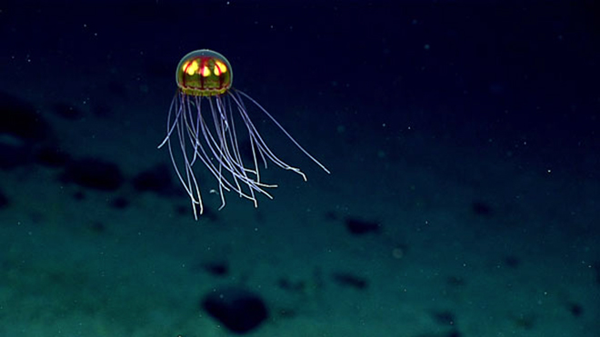 Mariana Trench