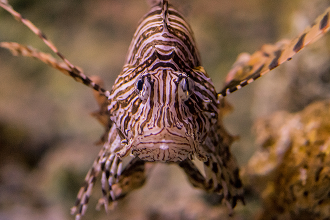 Lionfish Pterois