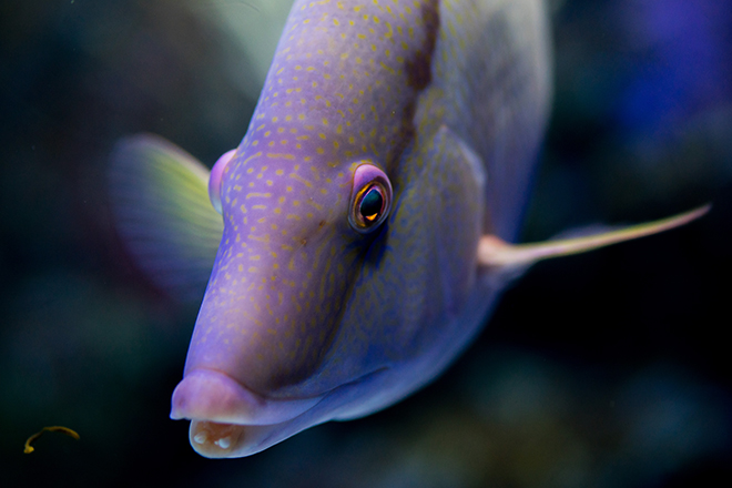 Rooster Hogfish