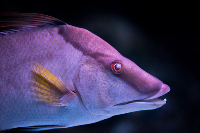Rooster Hogfish