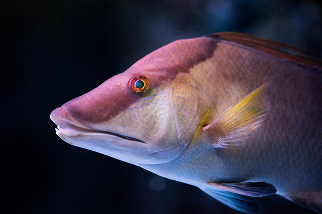 Rooster Hogfish