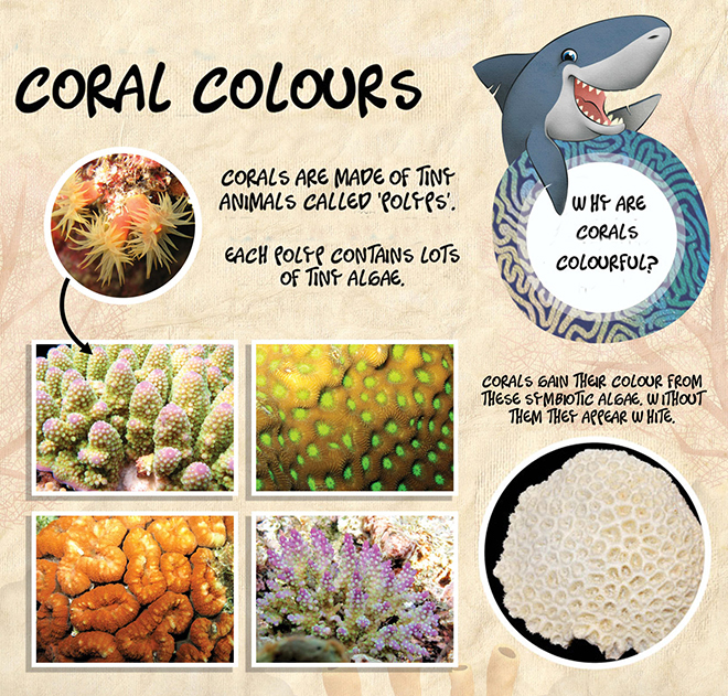 coral colours