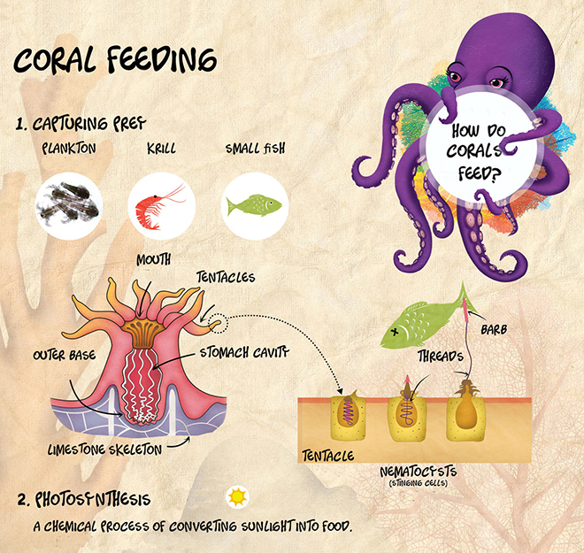 coral feeding