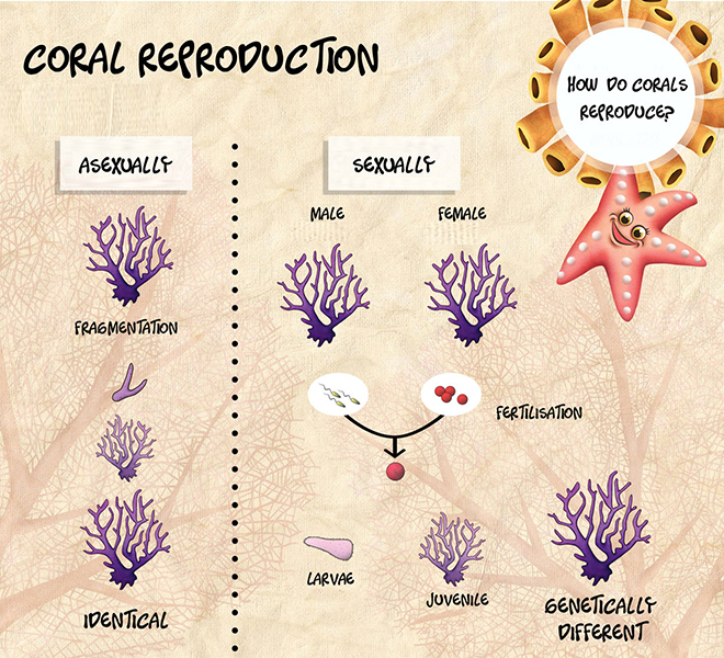 corals reproduction