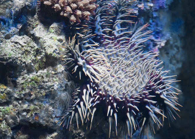 crown of thorns 2