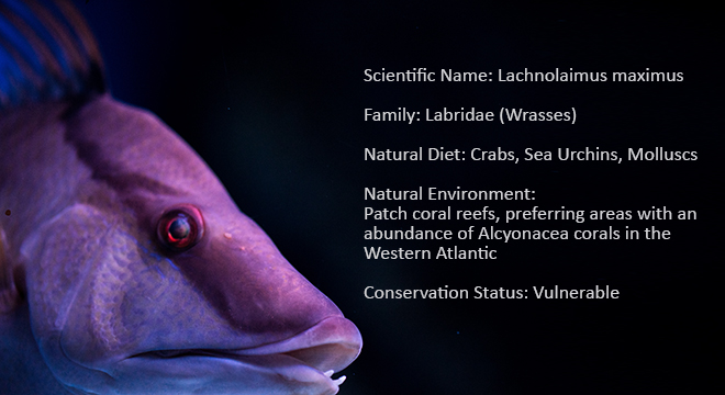 rooster hogfish info