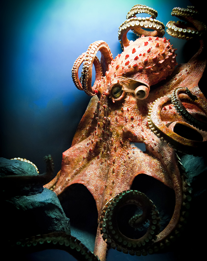 Giant Pacific Octopus