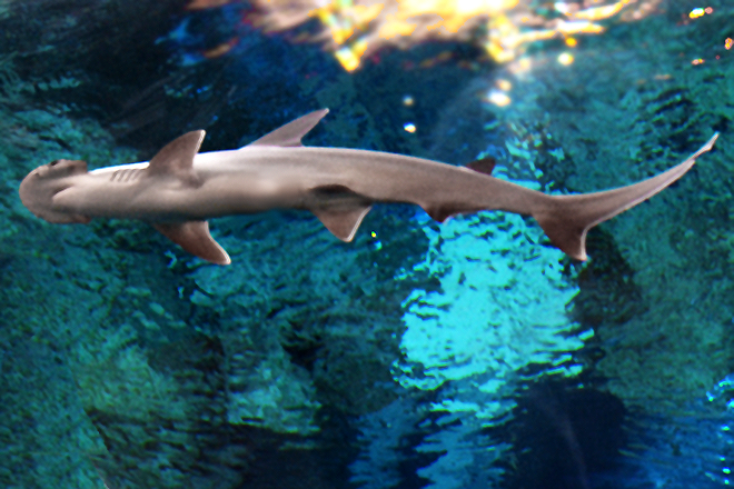 bonnethead shark
