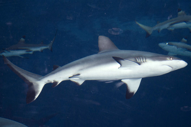 camouflage-grey-reef-shark
