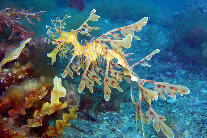 marine camouflage