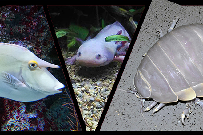 strange-fish-featured