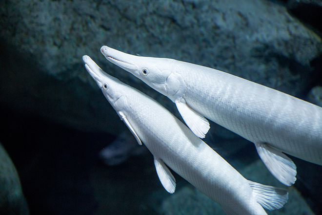 Platinum Alligator Gar