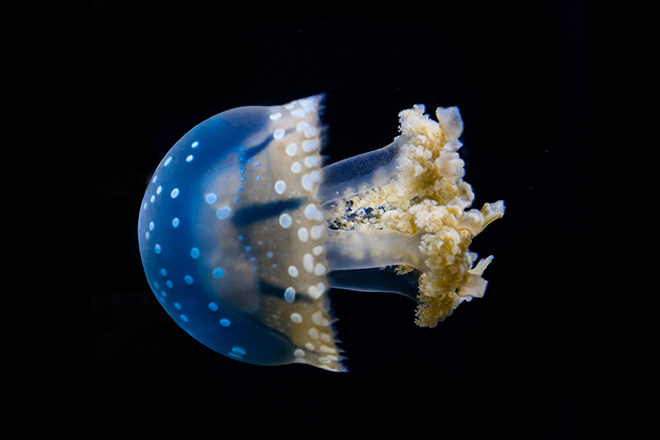 white spotted sea jellies