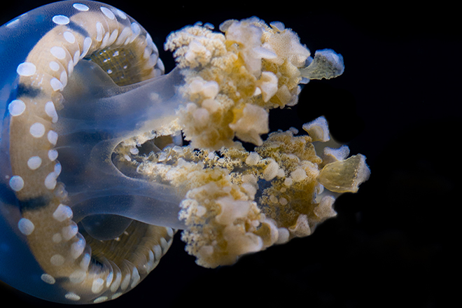 white spotted sea jellies