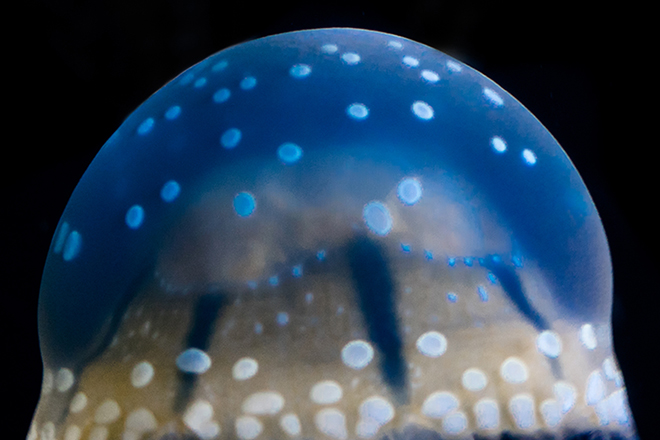 white spotted sea jellies