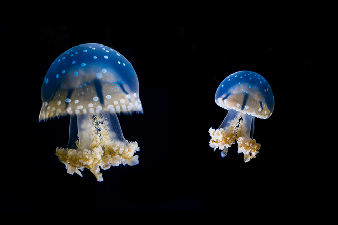 white spotted sea jellies