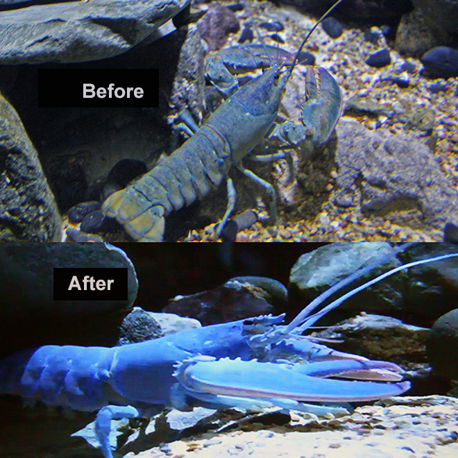 American Blue Lobster