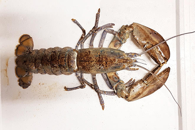 American Blue Lobster moulted