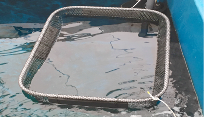 Supplementary vegetable for target feeding herbivorous fish