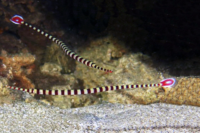 Pipefish
