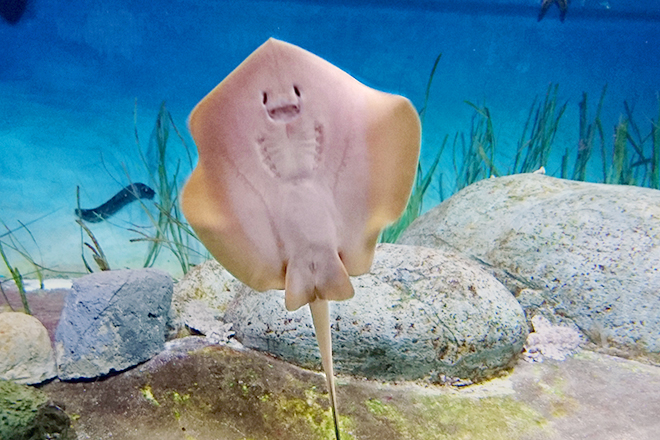 Dwarf whipray
