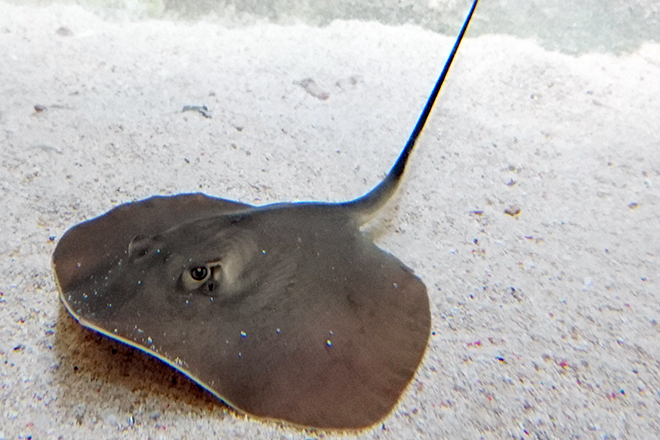Dwarf whipray