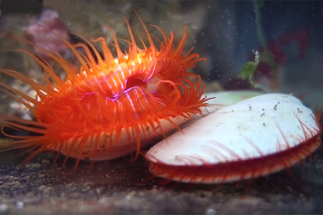 electric flame scallop