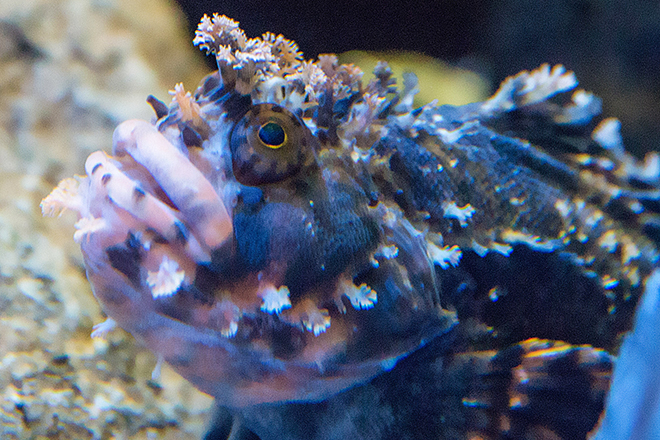 Japanese Warbonnet