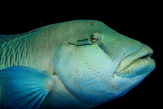 Napolean Wrasse