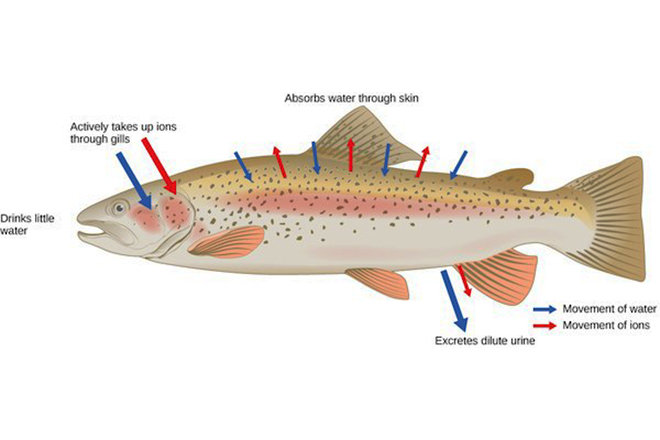 freshwater vs saltwater fish