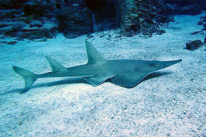 White spotted guitarfish