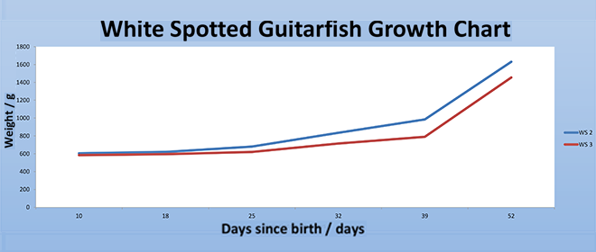 White spotted guitarfish