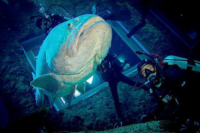 diving at S.E.A. Aquarium