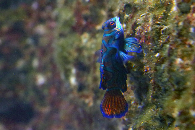 Mandarinfish Synchiropus splendidus