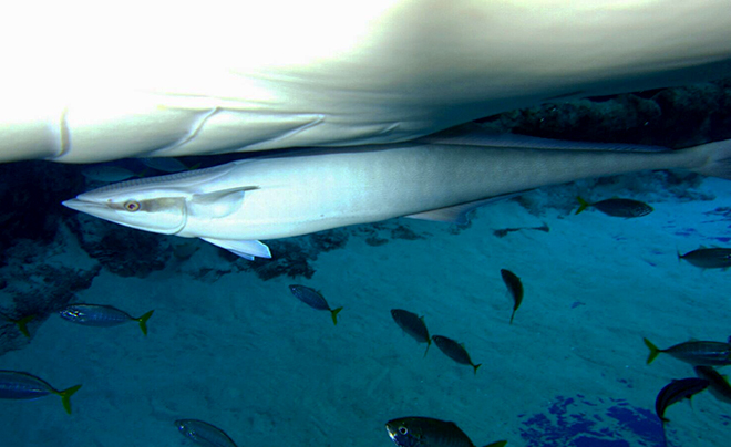 remora