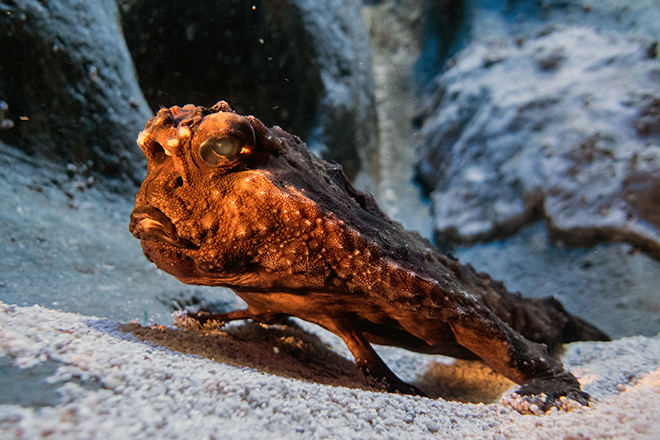 polka-dot batfish