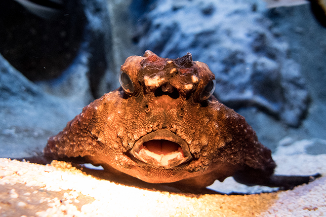 polka-dot batfish