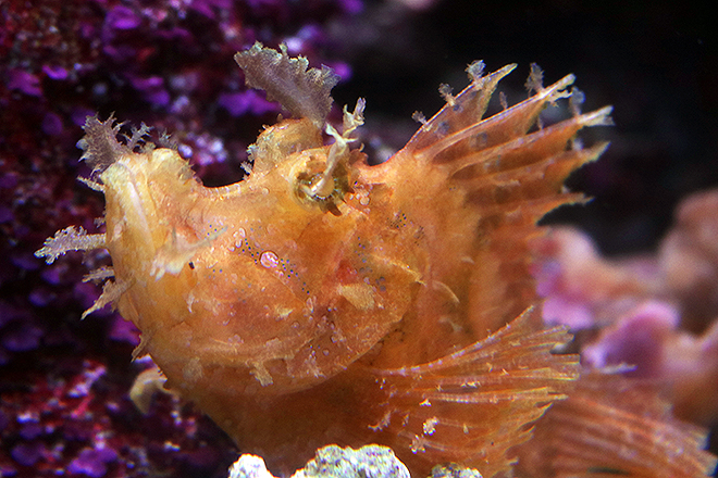 Scorpionfish