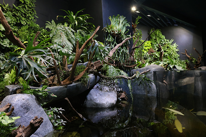 Central and South American Freshwater Habitat